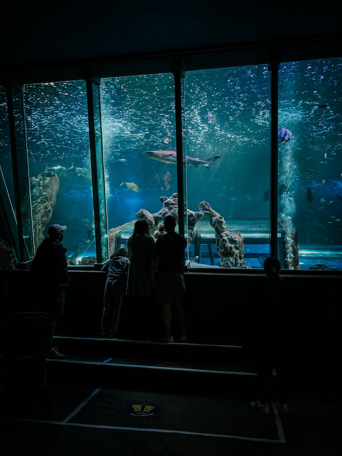 The-Dubai-Aquarium-and-Underwater-Zoo